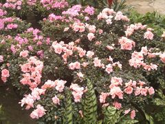 -三圣花乡旅游区