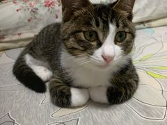 -康乐宝动物医院