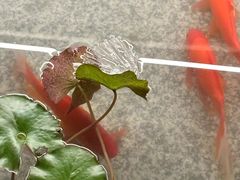 -南堂小馆·川菜馆(德商国际店)