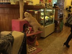 -猫色咖啡·猫咖
