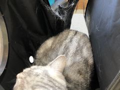 -美联众合动物医院·24h京西诊疗中心