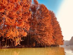 -上海海湾国家森林公园