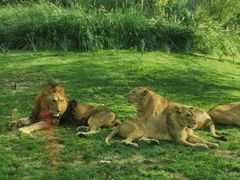 -北京野生动物园