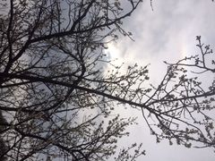 香雪海-香雪海