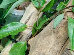 -上海大自然野生昆虫馆(东方明珠·爬宠昆虫探索中心)