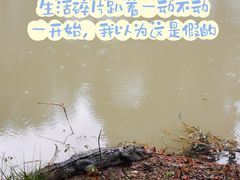 -中国扬子鳄村