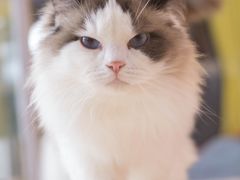 -猫在这儿猫咪咖啡馆·撸猫馆