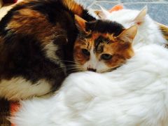 Anne猫窝咖啡屋-Anne猫窝咖啡屋