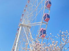 -顾村公园
