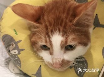 fip治疗有结果了.一切好起来了.