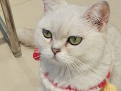 -怪兽屋·羊驼·猫咖·狗咖(俊华广场店)