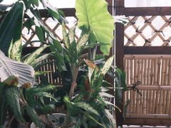 -luutosa  cafe & tea 鹿兔山