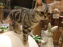 -more than meow吴止猫主题餐厅(承德 中船汇店)