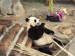 -海南热带野生动植物园