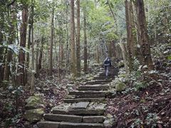 -天目山大树王景区