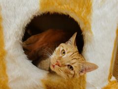 -藏猫猫咖啡主题馆(中央大道店)