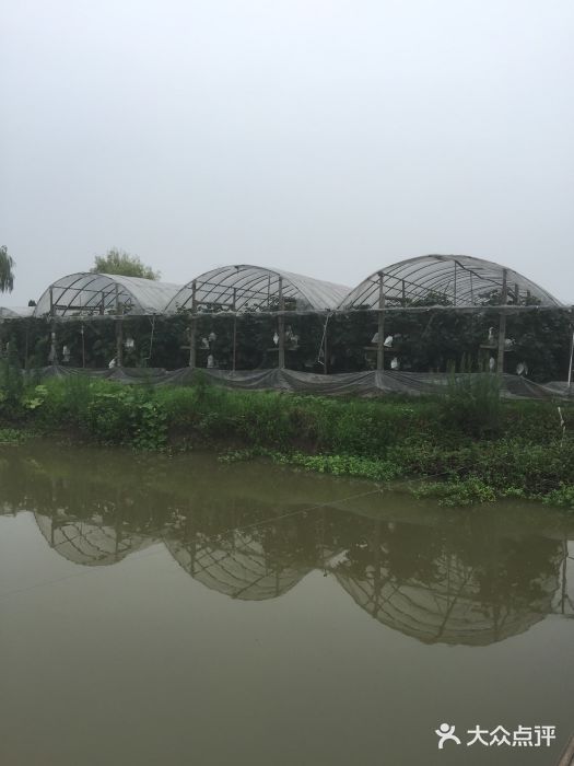 马陆小张葡萄园农家乐图片