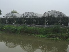 -马陆小张葡萄园农家乐