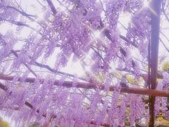 -嘉定紫藤园