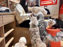 -米乐乖乖猫咪咖啡馆·猫咖(深圳湾后海汇店)