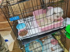 -屋虎猫馆(宝安大仟里店)