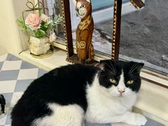 -猫小院猫主题餐厅(南锣旗舰店)