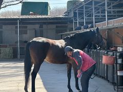 -北京群众马术培训基地