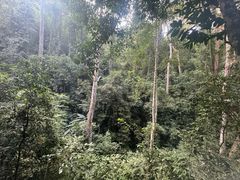 -西双版纳原始森林公园