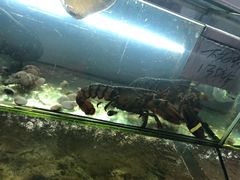 -老船长海鲜大排档(银滩店)