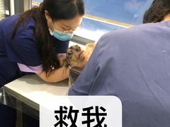-伟伟宠物医院·CT影像中心·瑞派犬猫综合性门诊(汉口总院)