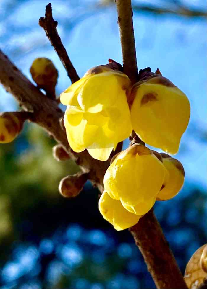 早春带着兰草和鲜花的香气,蕙芳园院子里94百杆翠竹夹道,腊梅吐出嫩