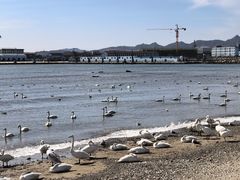 -烟墩角天鹅湖
