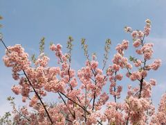 -武汉大学-樱园