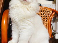 -猫大福·Fortune Cat猫舍(百子湾店)
