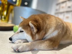 -柴务处·柴犬主题狗咖