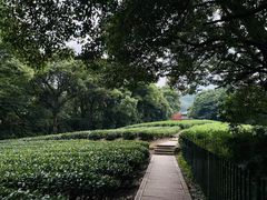 -西湖风景区十里琅珰-五云山