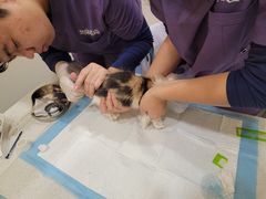 -萌兽医馆·犬猫专科·眼科中心·宠物医院(朝阳门分院)