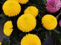 -荷兰花海