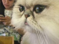 -more than meow吴止猫主题餐厅(承德 中船汇店)