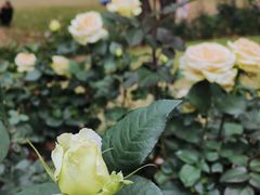 -人民公园(罗湖区)