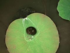 -贵阳市花溪国家城市湿地公园