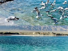 -青海湖国家重点风景名胜区