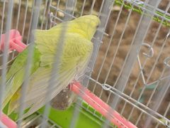 -喜杨洋草莓采摘园