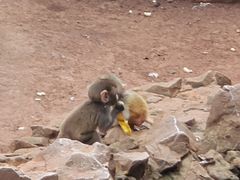 -昆明动物园