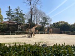 -上海野生动物园