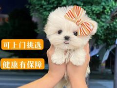-萌宠之家·腊肠犬·马尔泰·小体犬舍