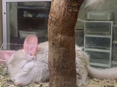 -藦茜花园宠物主题亲子互动体验馆(国顺东路店)