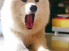 -欧奕国际动物医院