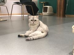 -飞行喵MR PILOT|猫舍·猫咖(静安大融城店)