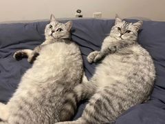 -米苏动物医院·犬猫专科·骨科外科内窥镜
